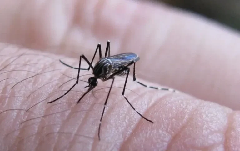 Salud informó más de 200 nuevos casos de chikungunya en el país