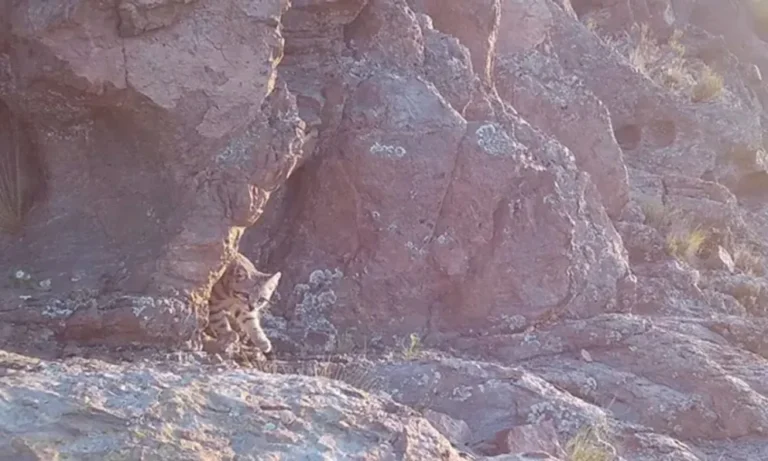 Hallazgo científico: logran fotografiar al gato andino en Mendoza