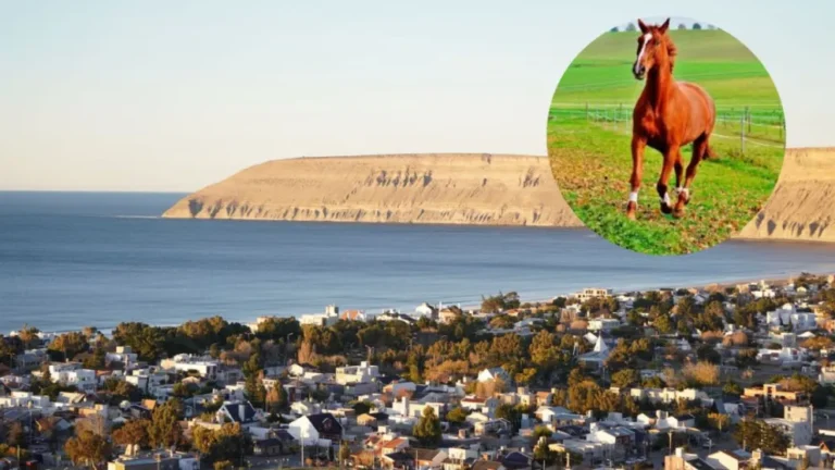 Rada Tilly: relocalizarán caballos sueltos en el ejido urbano