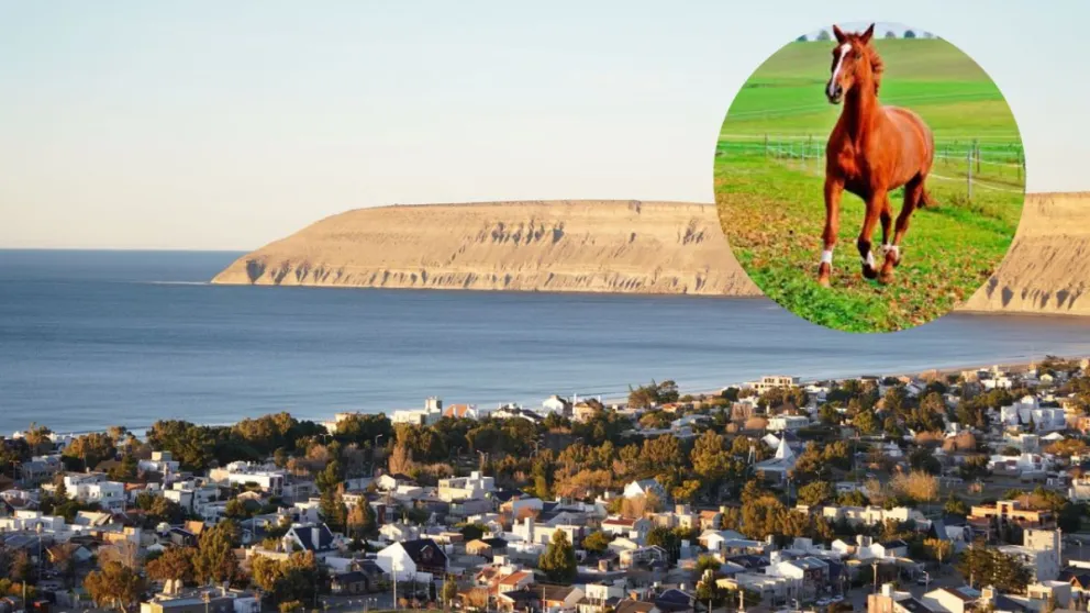 Rada Tilly: relocalizarán caballos sueltos en el ejido urbano