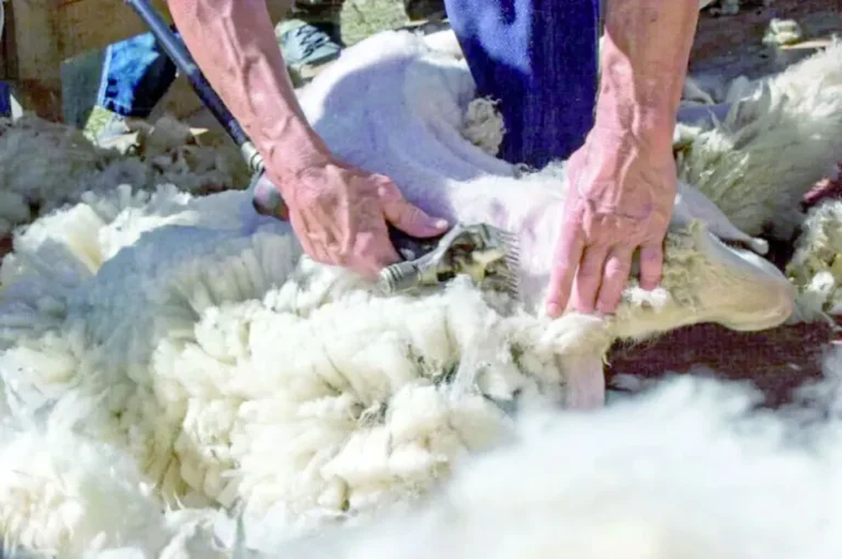 Chubut hizo la primera exportación de lana sucia de Argentina