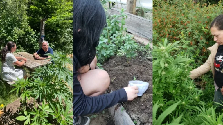 El Consejo Consultivo de Cannabis de Lago Puelo impulsa el primer cultivo comunitario legal del país con acceso gratuito