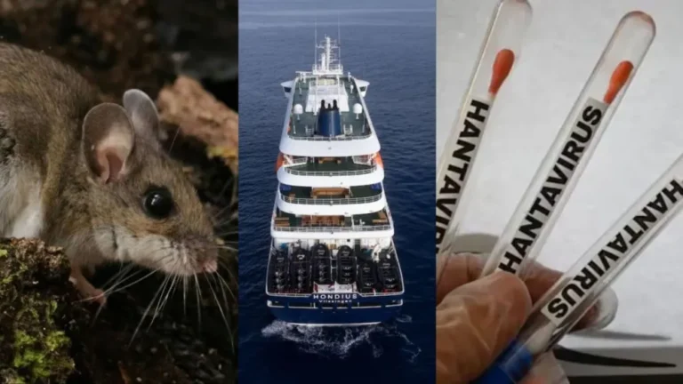 Alerta mundial por el hantavirus: 3 muertos y más de 30 personas aisladas en distintos países