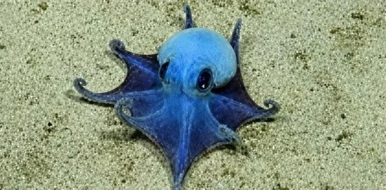 Descubren nueva especie de pulpo azul en las islas Galápagos