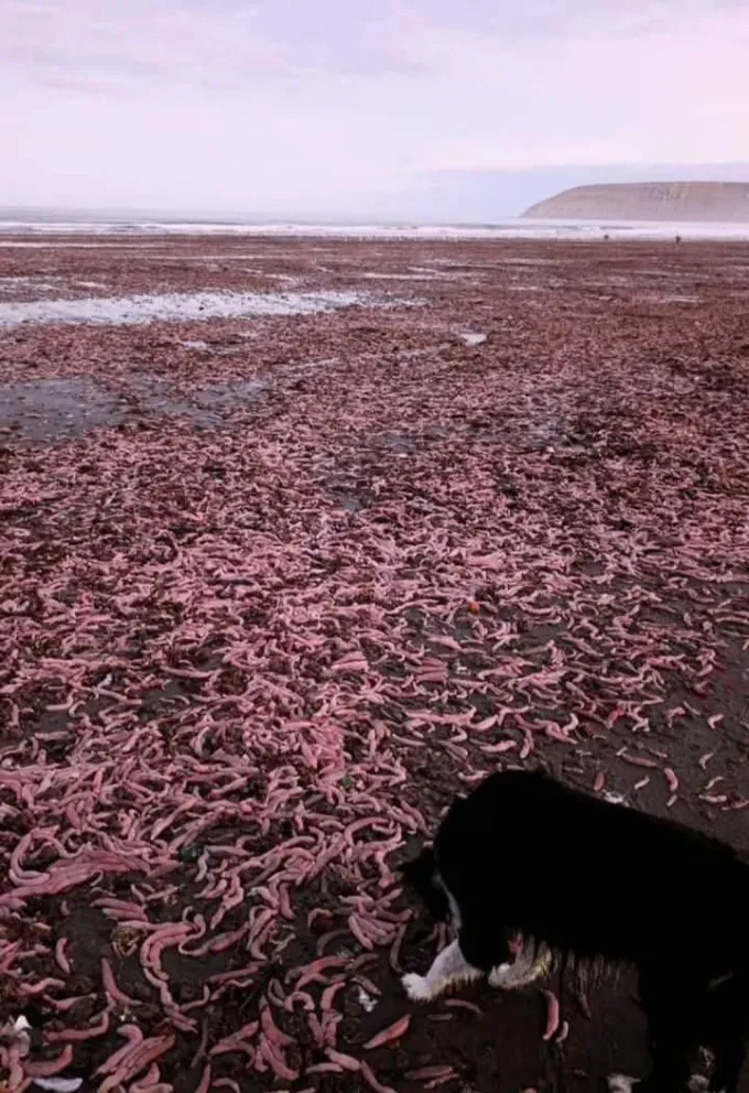 Experto explica el fenómeno de los "peces pene" en las costas de Comodoro y Rada Tilly