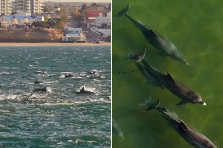 El increíble video de una "supermanada" de delfines que pasó frente a la costa de Las Grutas