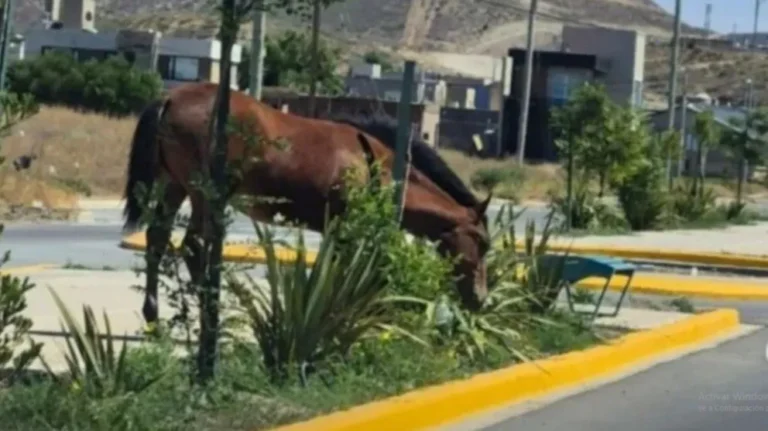 Rada Tilly: tras el sabotaje en el predio, el Municipio ratifica el traslado de los caballos
