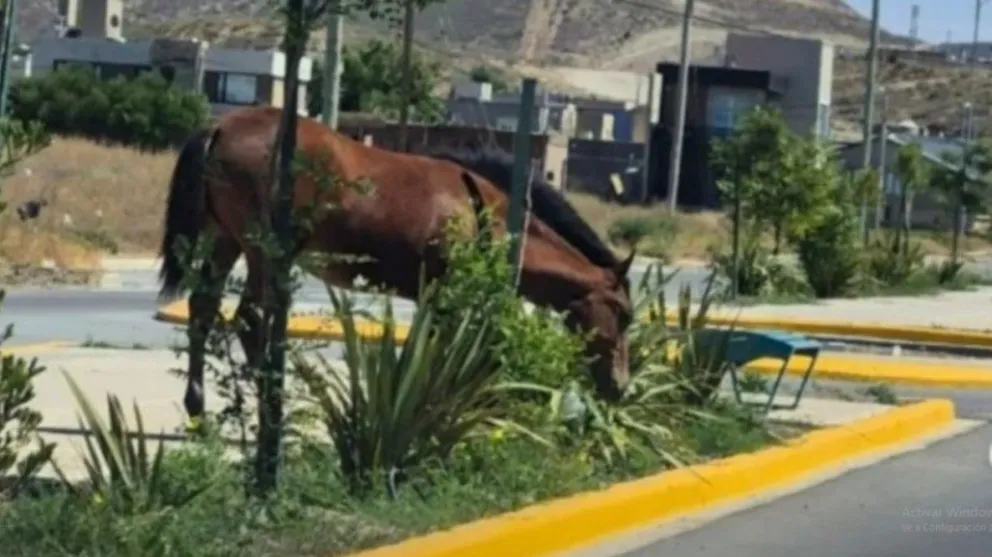 Rada Tilly: tras el sabotaje en el predio, el Municipio ratifica el traslado de los caballos