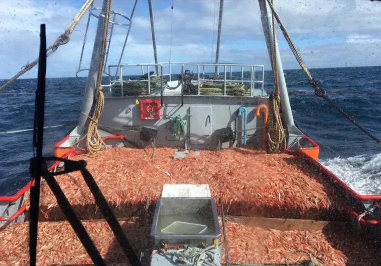 La prospección de langostino en aguas nacionales comenzará el 26 de mayo
