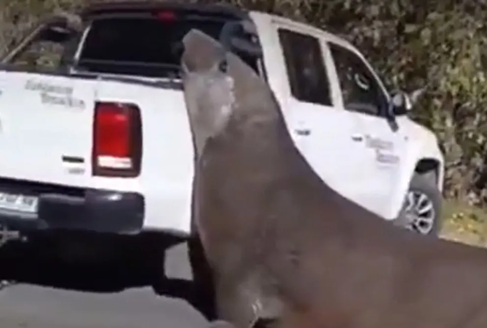 Inusual aparición de un elefante marino en el partido de Ensenada