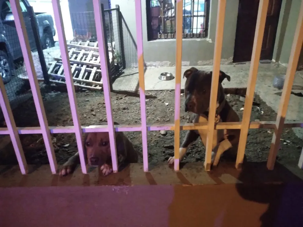 Rescataron a dos perros que eran maltratados en Palazzo