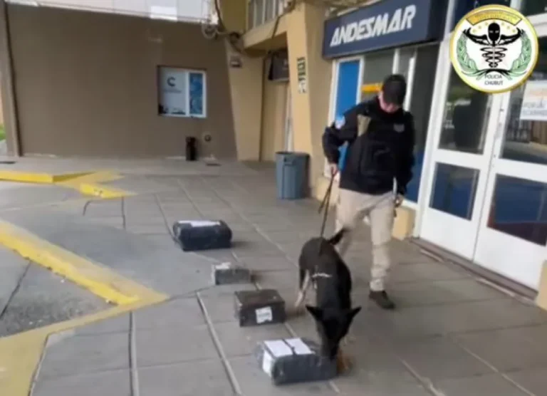 Secuestraron marihuana oculta en paquetes de yerba durante un operativo en la termina