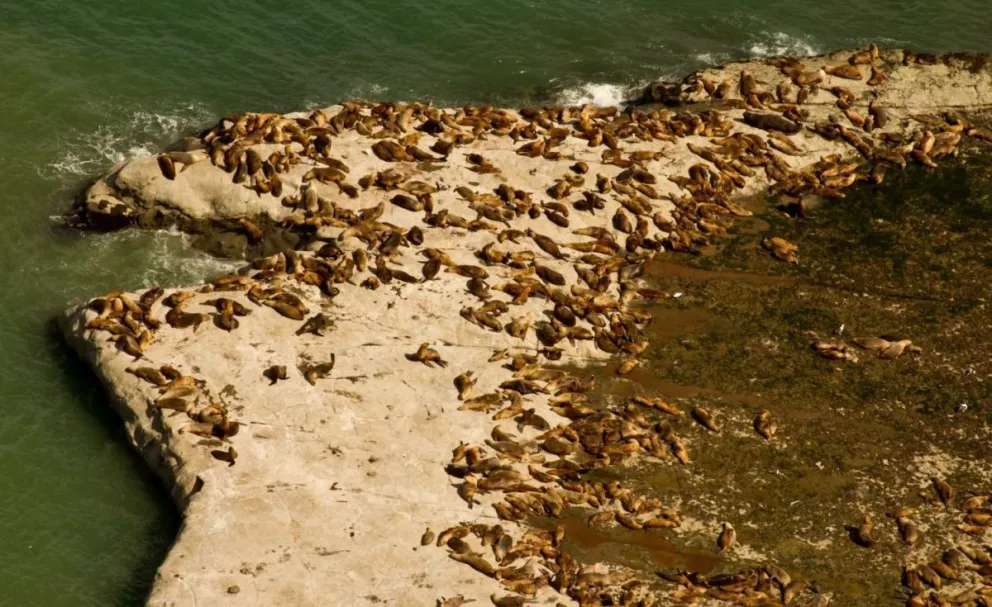 Chubut aprobó el primer Plan de Manejo del Área Natural Protegida Punta Marqués