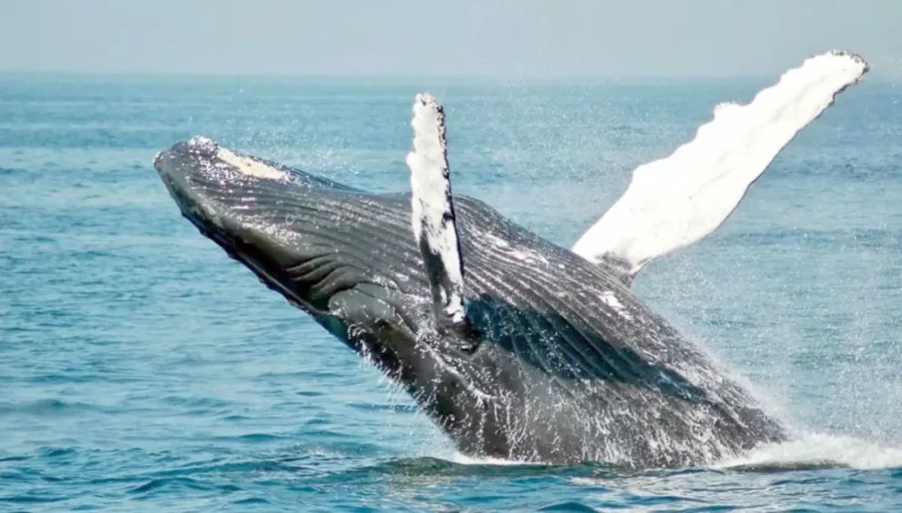 Chubut se prepara para una nueva temporada de ballenas