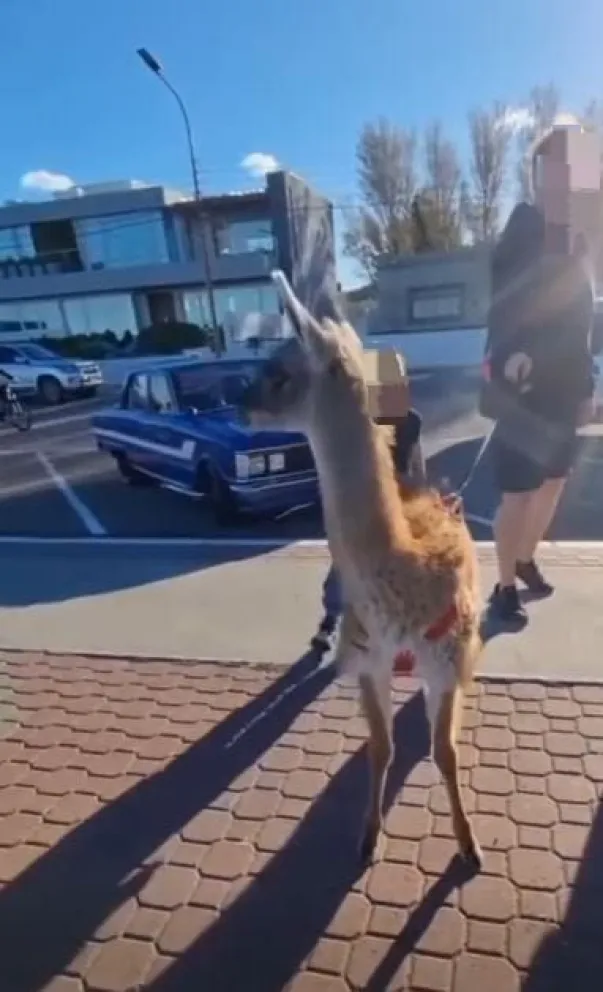 Fiscalía investiga de oficio el caso del guanaco que paseaban en Rada Tilly: "No es un animal doméstico"