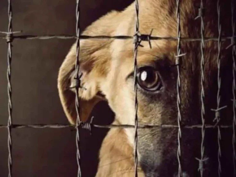 Tolerancia cero al maltrato animal: Comodoro endurece los protocolos de intervención