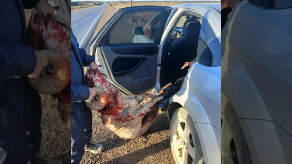 Investigan un presunto caso de abigeato sobre la Ruta 281 cerca de Puerto Deseado