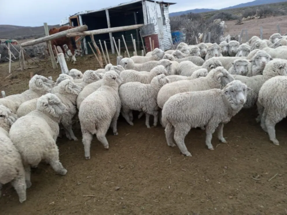 La Rural de Comodoro coordina acciones contra el abigeato en la región