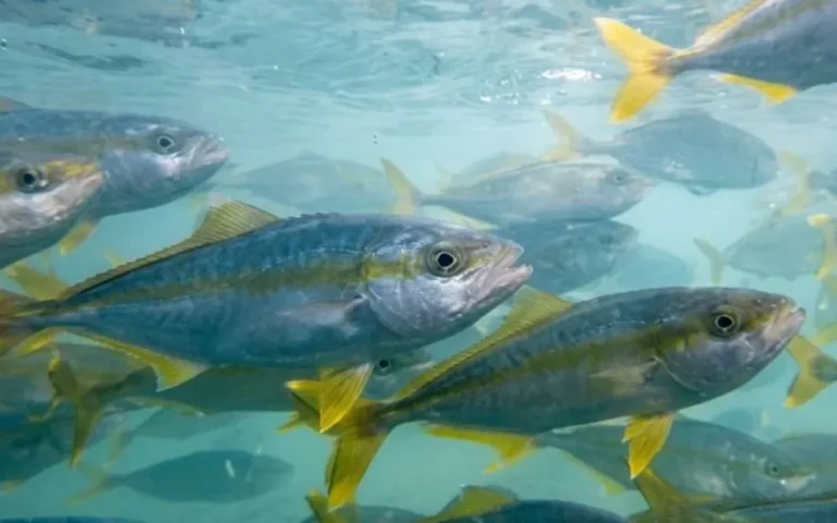 Logran criar en masa el pez limón, la joya premium que compite con el salmón