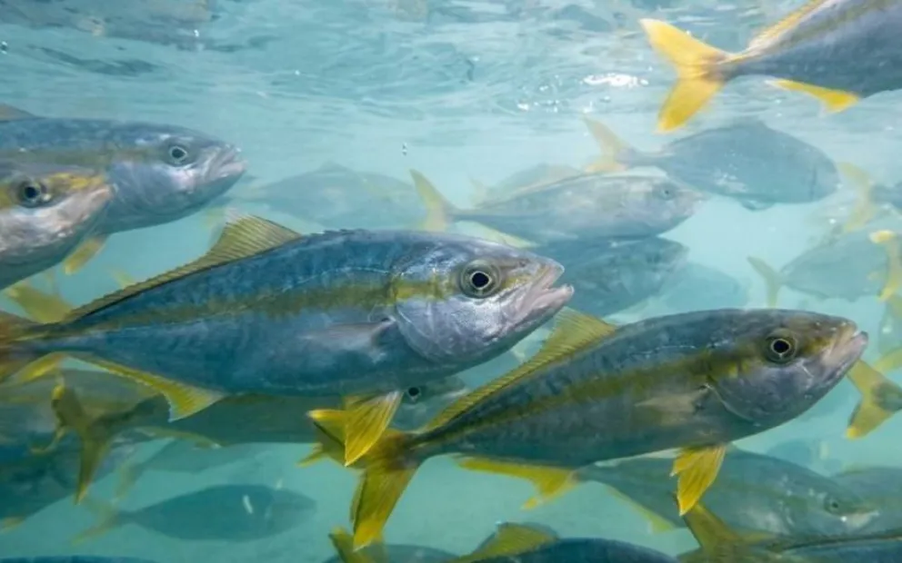Logran criar en masa el pez limón, la joya premium que compite con el salmón