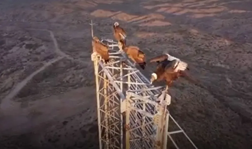 Filmación con dron capta ejemplares de cóndor en Mendoza