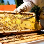 Comienza la Tercera Expo Día Mundial de las Abejas en el CIP