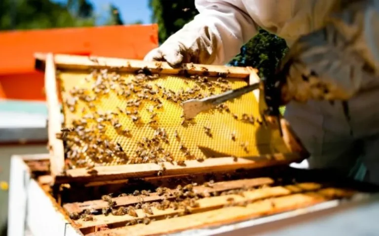 Comienza la Tercera Expo Día Mundial de las Abejas en el CIP