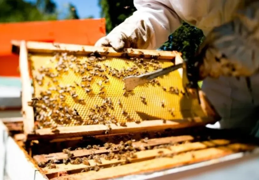 Comienza la Tercera Expo Día Mundial de las Abejas en el CIP