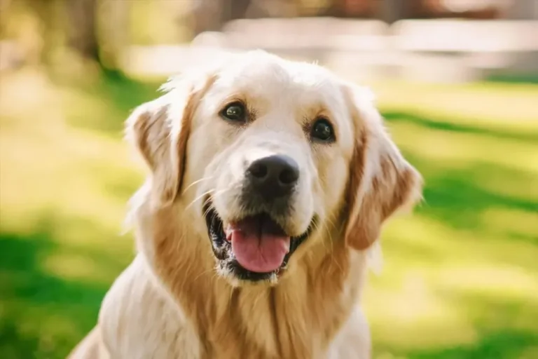 Revelan que la decisión de tener un perro tiene un fuerte componente genético