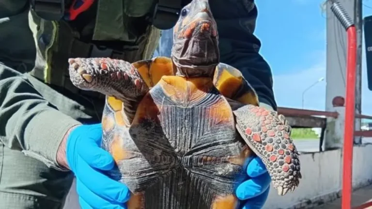 Formosa: Rescatan una tortuga en peligro de extinción oculta en una olla
