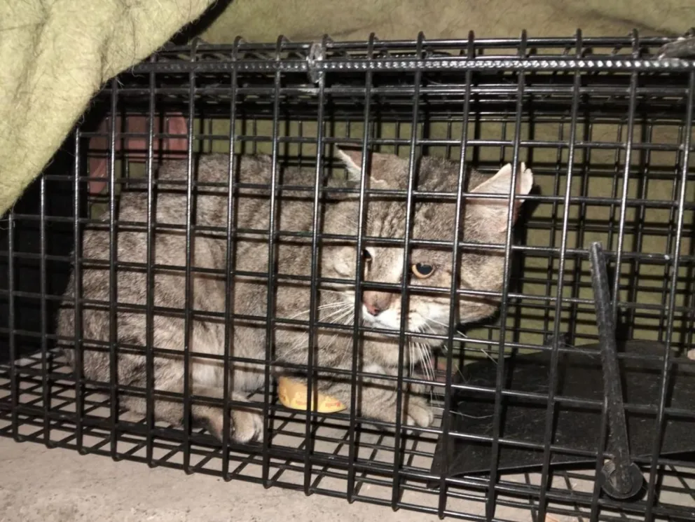 Proteccionistas apuntaron contra veterinarios por negarse a vacunar gatos ferales