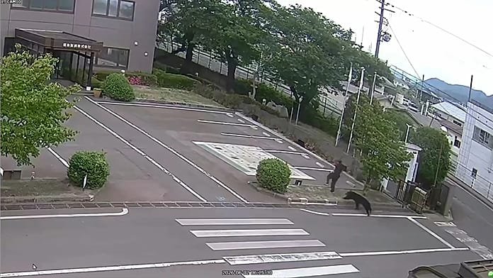 Un oso hiere levemente a 4 personas en una zona residencial de Fukushima en un año récord de ataques