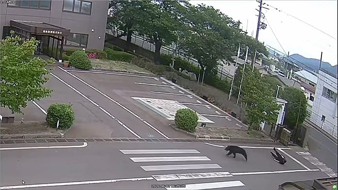 Un oso persigue y ataca a varios trabajadores en Japón