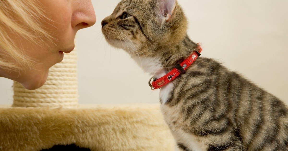 Furor por la salud de las mascotas: mientras cierran maternidades y guarderías, lanzan una prepaga para perros y gatos