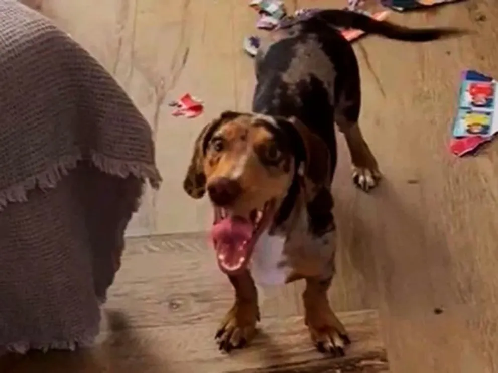 Mar del Plata: mascota viral por romper álbum de figuritas