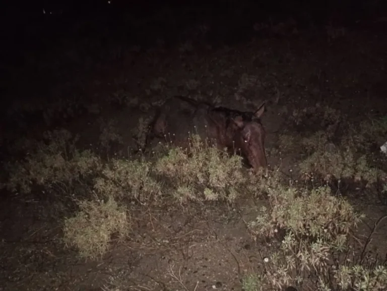 Una camioneta impactó contra un caballo en la Ruta 26
