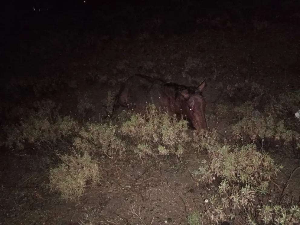 Una camioneta impactó contra un caballo en la Ruta 26