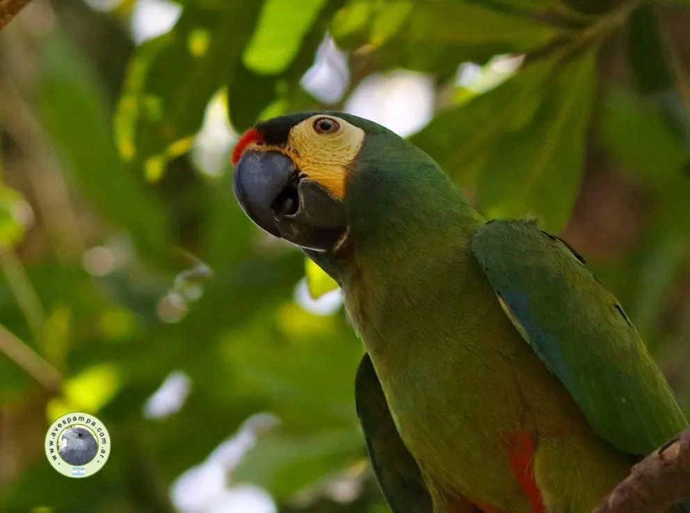 Buscan repatriar a la Argentina una especie de ave que se extinguió del país hace décadas